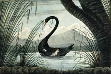 Le cygne noir, 1813